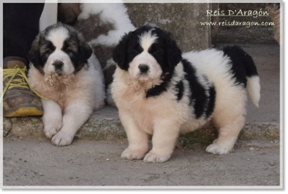 Chiots mâtin des Pyrénées litière "I2"