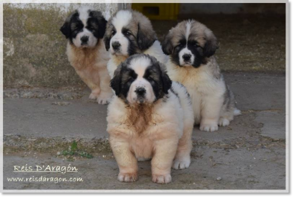 Chiots mâtin des Pyrénées portées "H2" "I2"