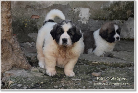 Chiots mâtin des Pyrénées portées "H2" "I2"