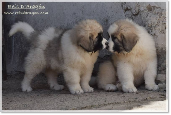 Chiots mâtin des Pyrénées portée "H2"