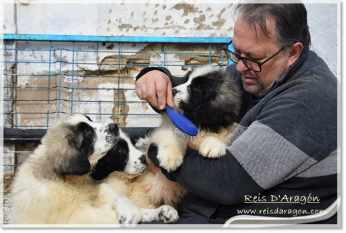 Santiago brosse une chiotte Mâtin des Pyrénées tandis que deux autres s’approchent pour attirer son attention.