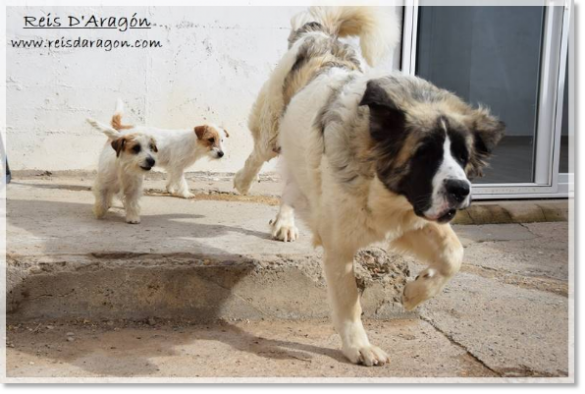 Yuma, Romi et Campi, les Mâtin des Pyrénées et le Jack Russell Terrier jouant