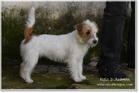 Jack Russell Terrier Campanilla de Reis D'Aragón