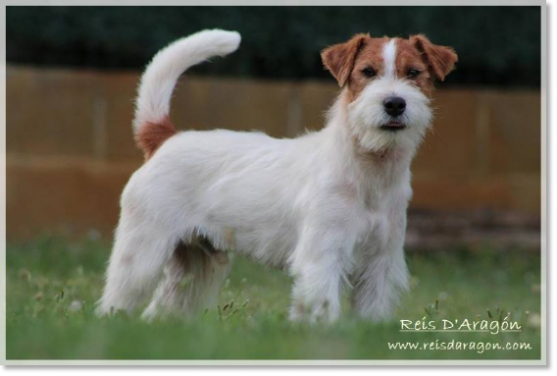 Mâle Jack Russell Terrier Horadada Mynor " Champi ", père de portée chez Reis D'Aragón