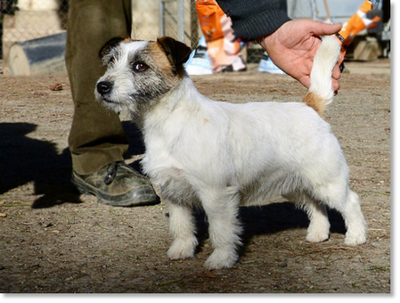 Lura de Gaspalleira “Lura”, Jack Russell Terrier dans notre souvenir