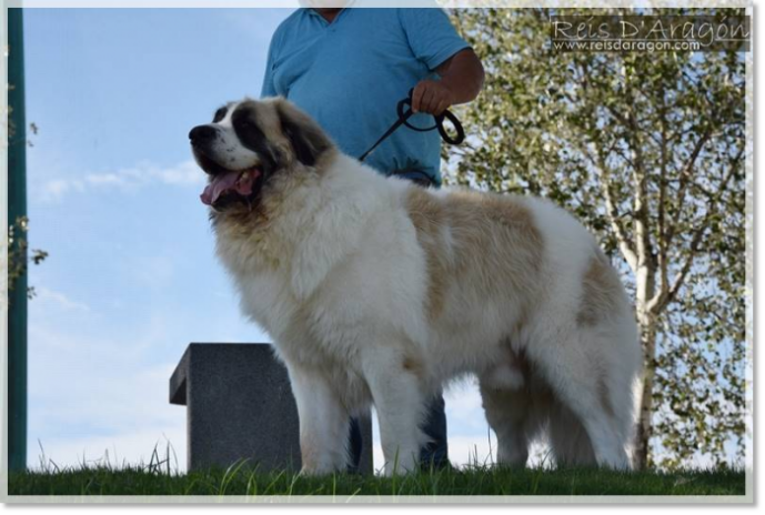 Mâle adulte Mâtin des Pyrénées en promenade dans un parc, montrant sa prestance majestueuse et équilibrée.