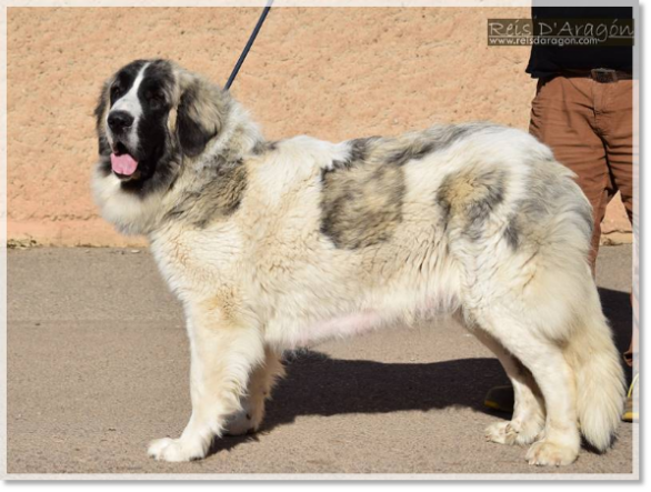 Mère des chiots Alloza de Reis D'Aragón