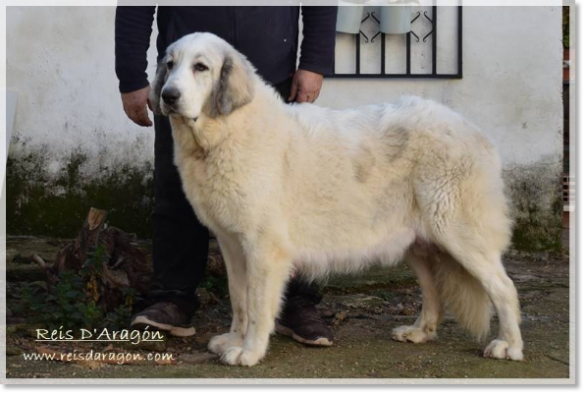 Mère des chiots Fire de Reis D'Aragón