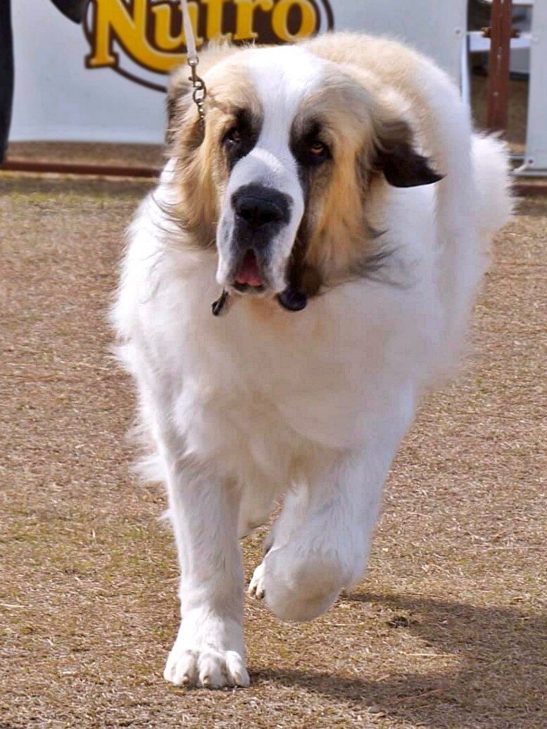 Riglos, Mâtin des Pyrénées élevé chez Reis D'Aragón, participant à un championnat au Japon