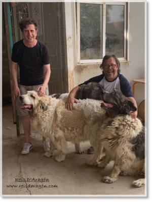 El actor Gabino Diego con los perros mastín del Pirineo
