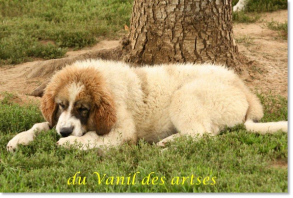 Cachorro Arbanies de Reis D'Aragon en Francia