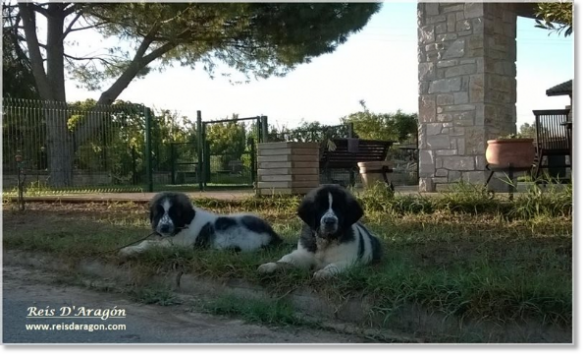 Cachorras Mastin del Pirineo Morilla y Miz de Reis D'Aragón
