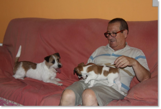 Testimonios de las familias de nuestros cachorros Jack Russell Terrier