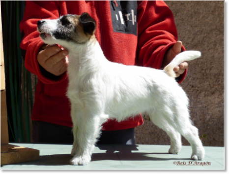 Descripción y carácter del Jack Russell Terrier