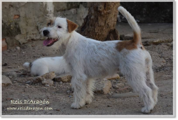 Jack Russell Terrier hembra Campanilla de Reis D'Aragón