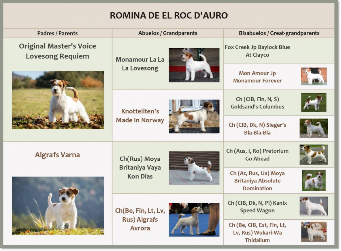 Pedigrí de Jack Russell Terrier Romina de El Roc D'Auró