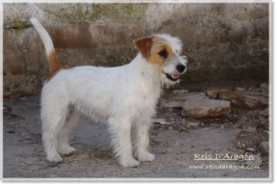 Hembra Jack Russell Terrier Campanilla de Reis D'Aragón "Campi", madre de camada criada en entorno familiar