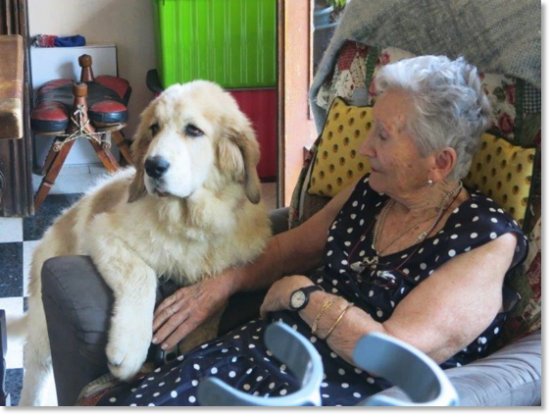 Testimonios de las familias de nuestros cachorros Mastín del Pirineo