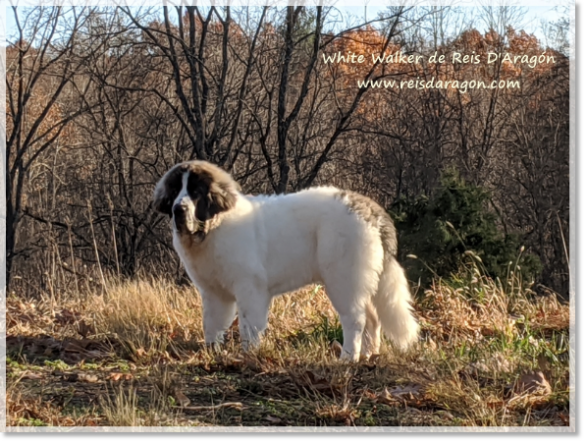 White Walker de Reis D'Aragón, cachorro mastín del Pirineo en USA (7 meses)