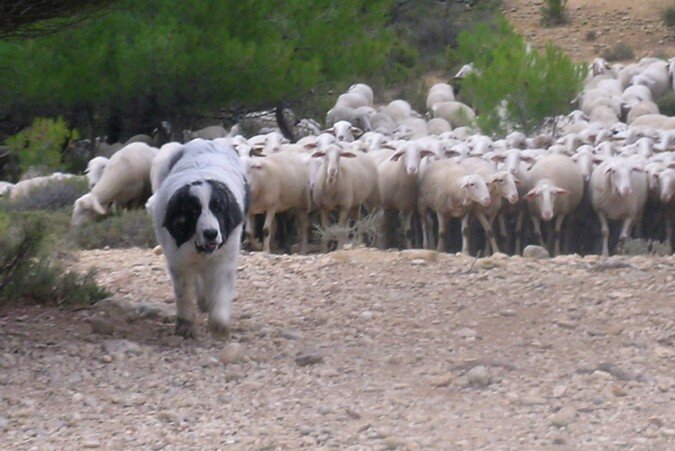 Aniés de Reis D'Aragón, Mastín del Pirineo joven, aprendiendo su función de guarda junto a un rebaño
