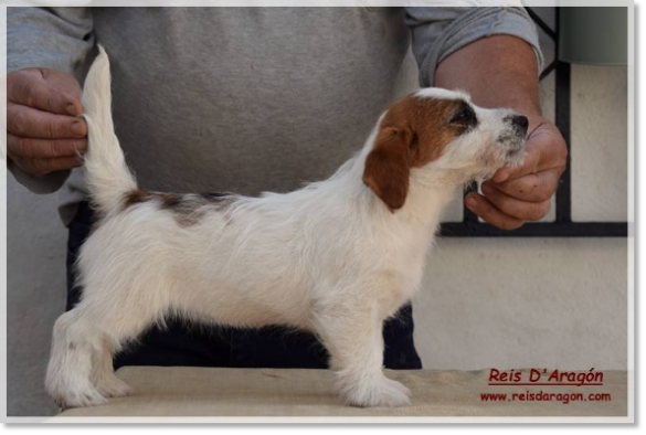 Cachorra Jack Russell Terrier Romina de El Roc D'Auró