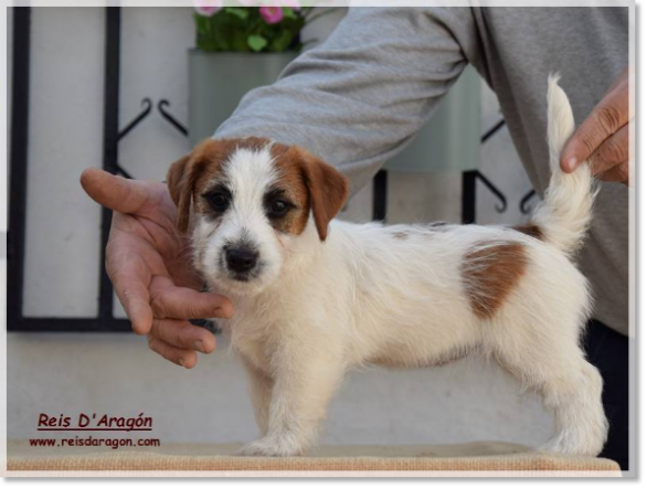 Cachorra Jack Russell Terrier Romina de El Roc D'Auró