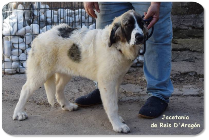 Cachorro mastin del Pirineo camada "J2" de Reis D'Aragón