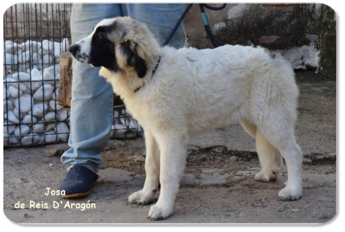 Cachorro mastin del Pirineo camada "J2" de Reis D'Aragón