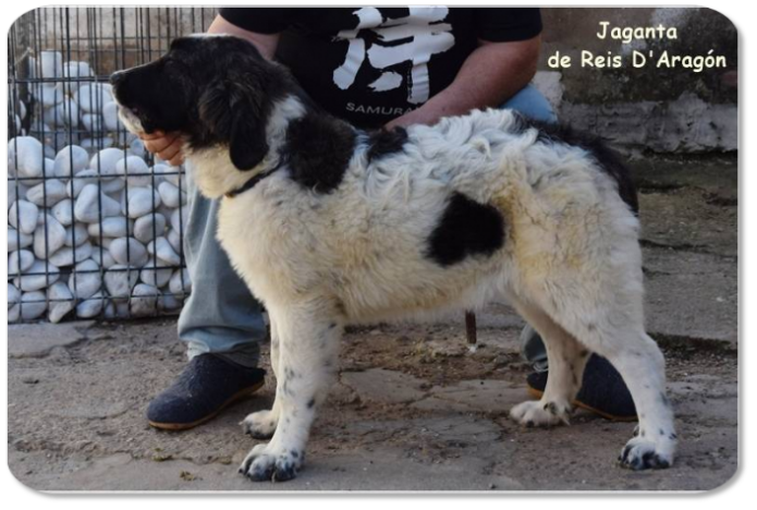 Cachorro mastin del Pirineo camada "J2" de Reis D'Aragón