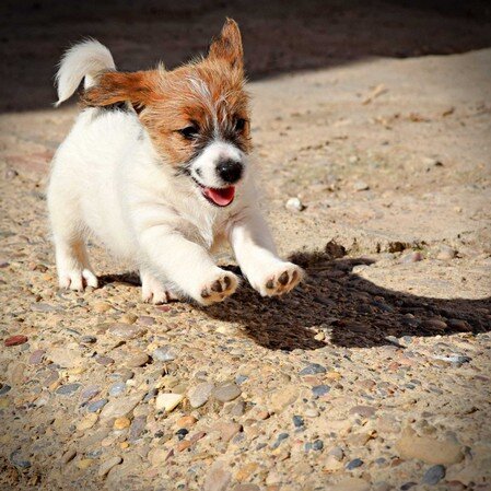 Cachorro de Jack Russell Terrier criado en familia en Reis D'Aragón