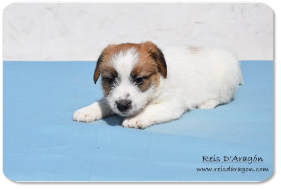 Cachorro Jack Russell Terrier camada "F" de Reis D'Aragón