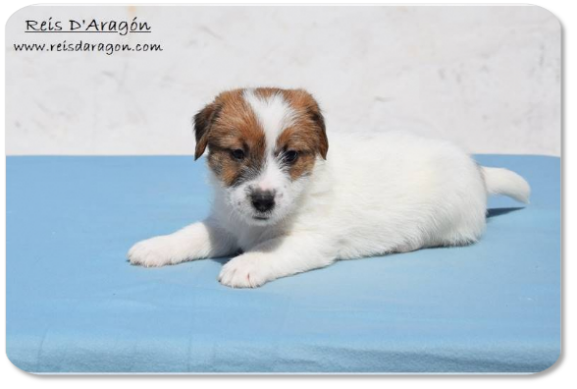 Cachorro Jack Russell Terrier camada "F" de Reis D'Aragón
