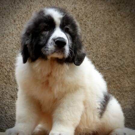 Cachorro de Mastín del Pirineo criado en un entorno familiar