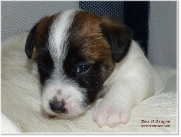 Cachorros Jack Russell Terrier de Reis D'Aragón. Camada "B"