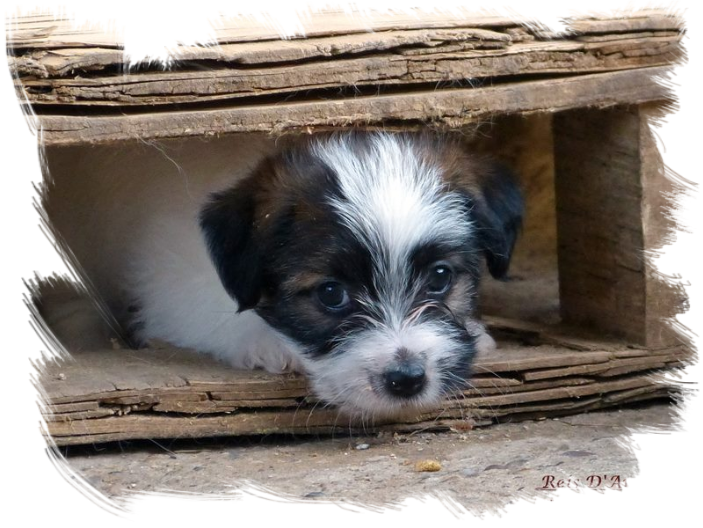 Cachorro Jack Russell Terrier de Reis D'Aragón