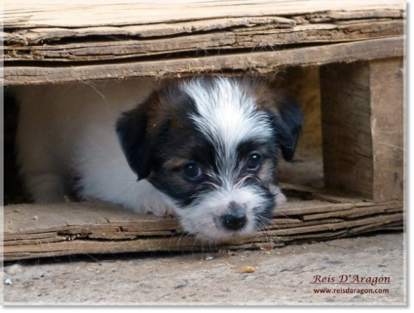 Cachorros Jack Russell Terrier de Reis D'Aragón. Camada "B"