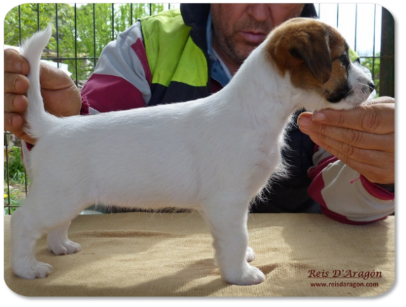 Cachorra Jack Russell Terrier camada "B" de Reis D'Aragón