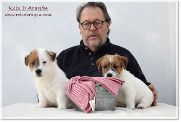 Cachorros Jack Russell Terrier de Reis D'Aragón. Camada "C"