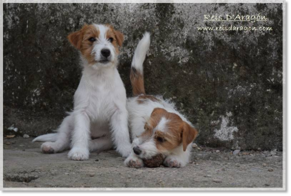 Criador de Jack Russell Terrier Reis D'Aragon