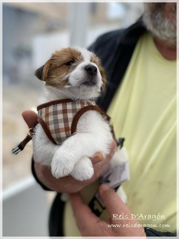 Cuidados del cachorro Jack Russell Terrier