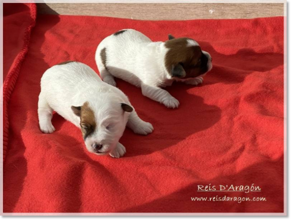 Cachorros Jack Russell Terrier (10 días)