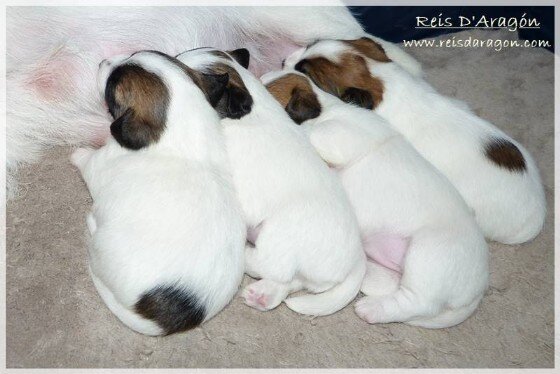 Cachorros Jack Russell Terrier