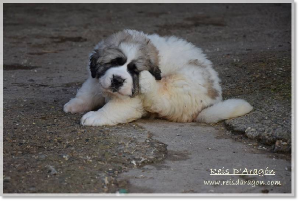 Cachorro mastín del Pirineo camada "G2"