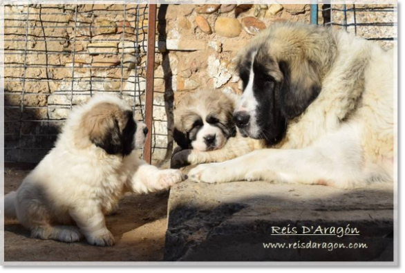 Cachorros mastín del Pirineo camada "G2" con su madre