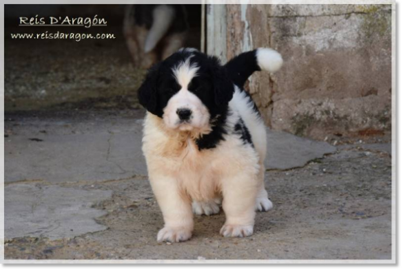 Cachorra mastín del Pirineo camada "I2"