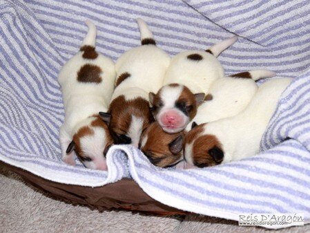 Cinco cachorros recién nacidos de Jack Russell Terrier en una cesta, camada de Reis D'Aragón.