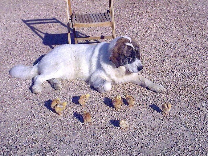Coral, Mastín del Pirineo joven, mostrando un carácter equilibrado junto a pollitos