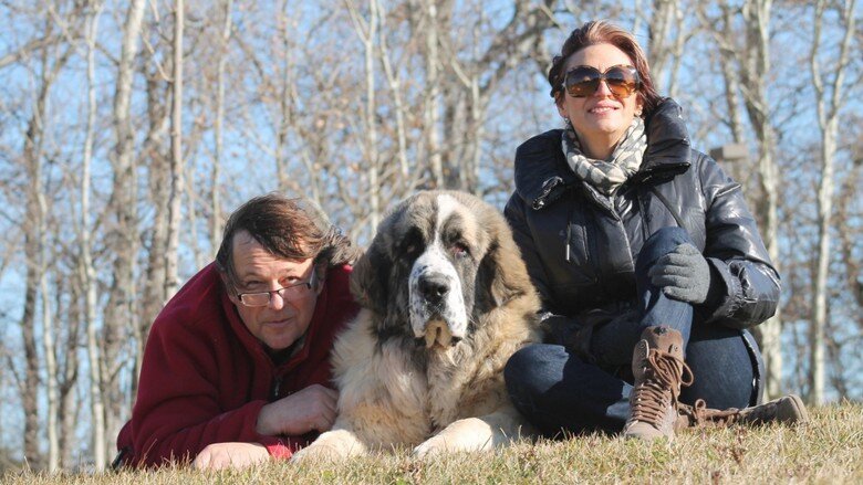 Criadores familiares paseando con un Mastín del Pirineo en un entorno natural, perro guardián equilibrado y familiar