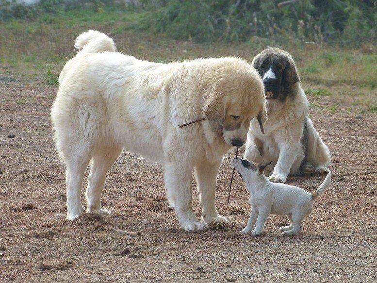 Mastines del Pirineo y Jack Russell Terrier interactuando de forma tranquila en un entorno familiar