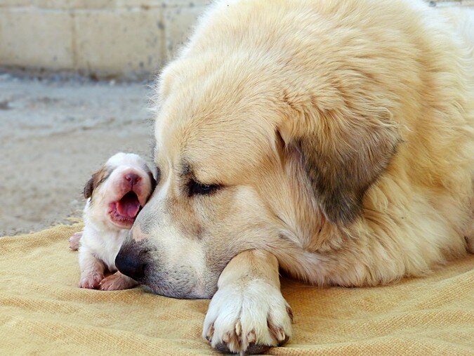 Cumbia, hemba adulta Mastín del Pirineo, observando a su cachorro recién nacido en un entorno tranquilo